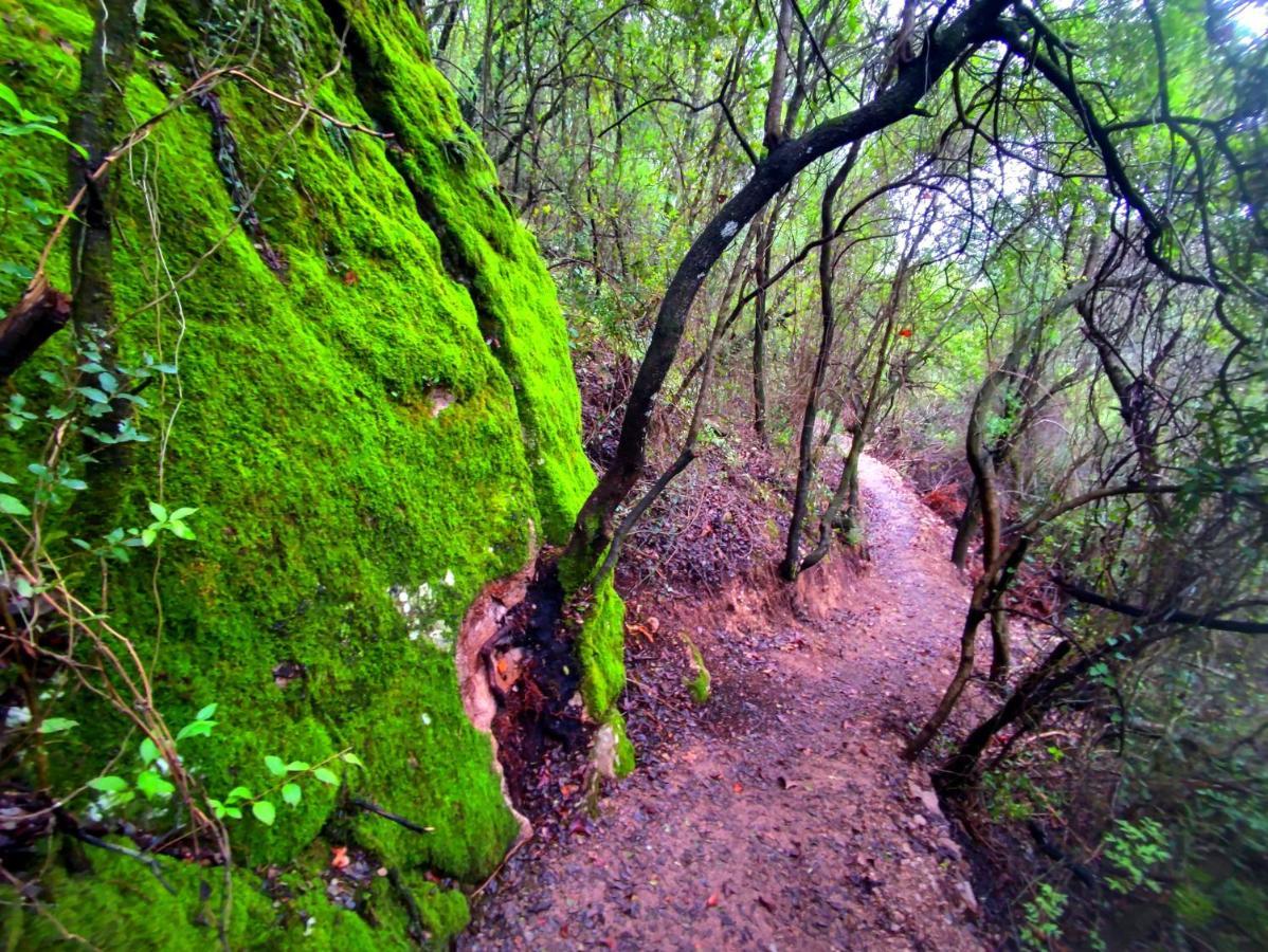 La Casa Del Naturalista El Bosque Ngoại thất bức ảnh